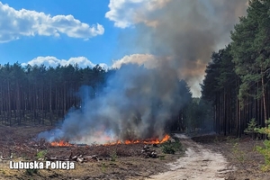 pożar lasu